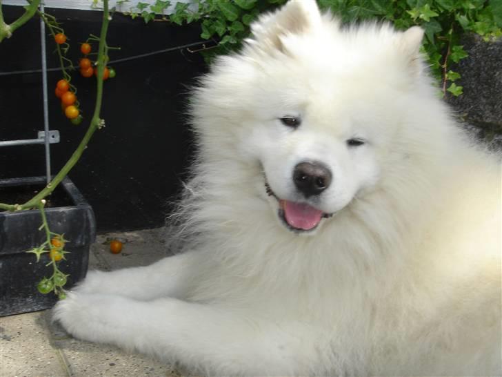 Samojedhund Nico * DØD * billede 6