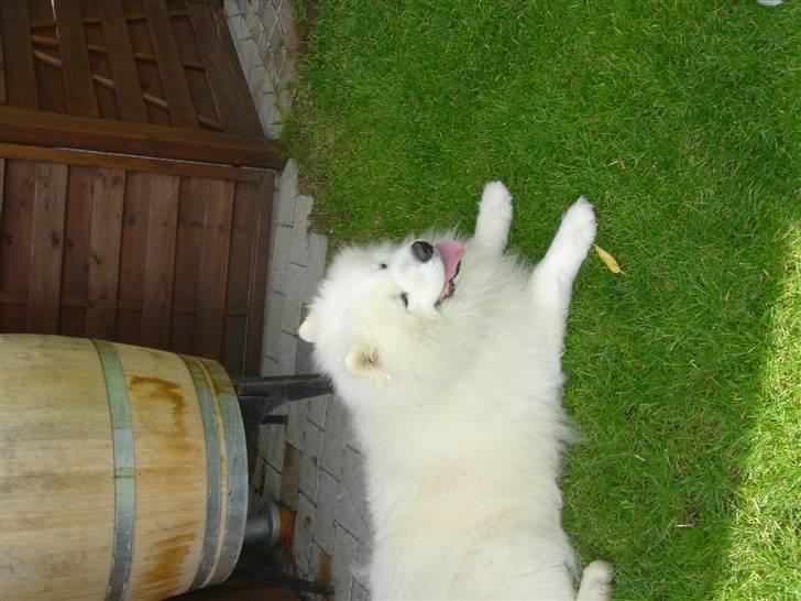 Samojedhund Nico * DØD * billede 7