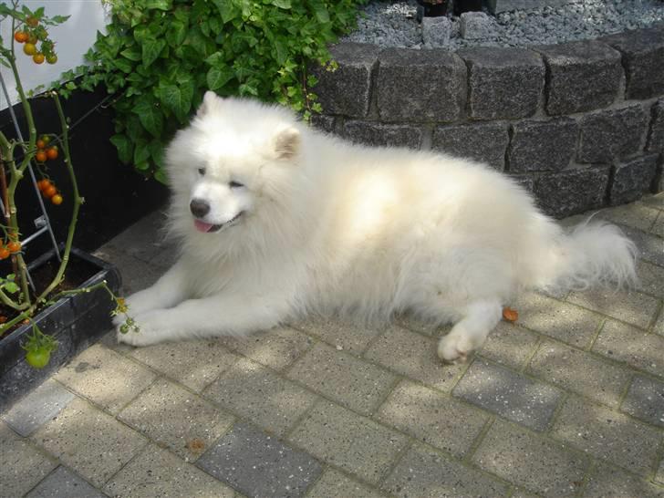 Samojedhund Nico * DØD * billede 8