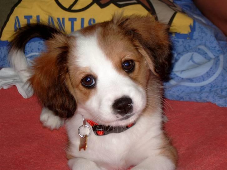 Blanding af racer Lucky - hvad siger den dumme mand nu til mig? billede 1