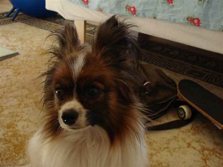 Papillon Dino - her er Dino uden sine store sommerfugle øre :) billede 6