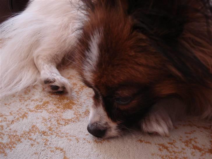 Papillon Dino - Her er Dino. Han ser sød ud =) billede 7