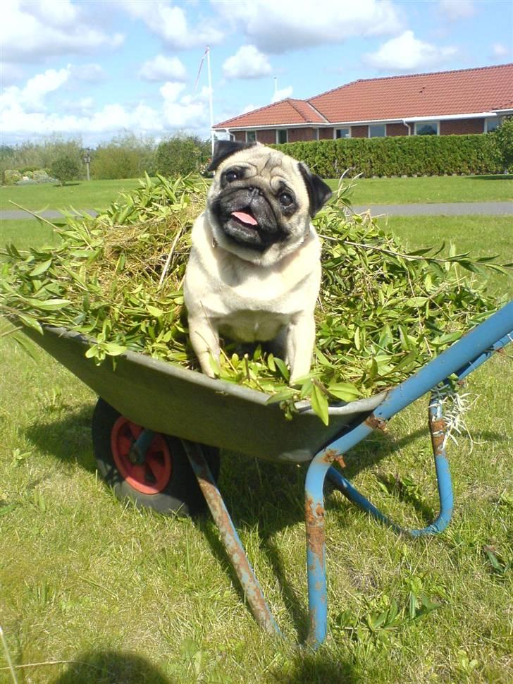 Mops kiss me R.I.P 27/7-2010 - kisser der hjælper med havearbejde <3 billede 18