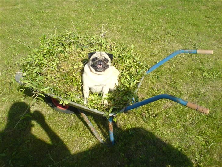 Mops kiss me R.I.P 27/7-2010 - hi hi lille kisser <3 billede 19
