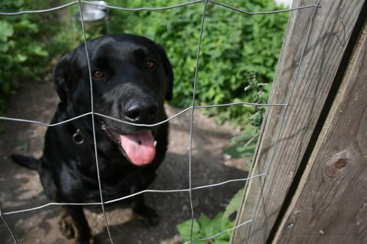 Blanding af racer Lunde - plet på min tunge kan du se den billede 12