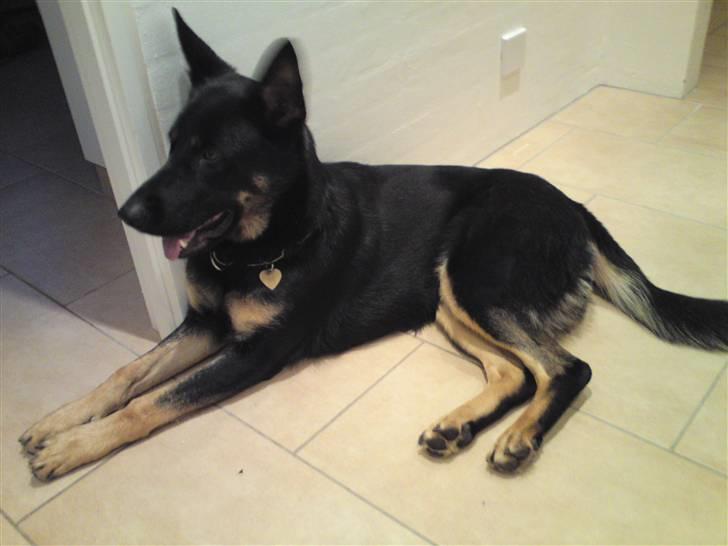 Schæferhund Cartagenas Fanny - Smukke hunden okt. 2009 billede 8