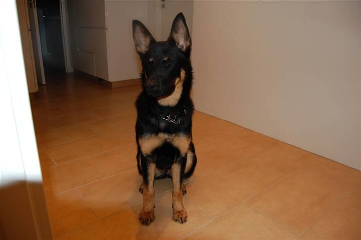 Schæferhund Cartagenas Fanny - er jeg ikk fiin? billede 9