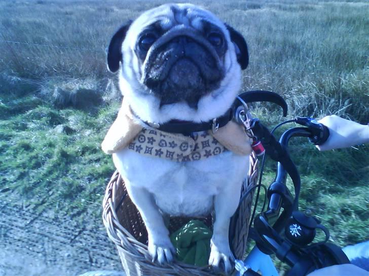 Mops kiss me R.I.P 27/7-2010 - kisser i cyklekurv <3 billede 20