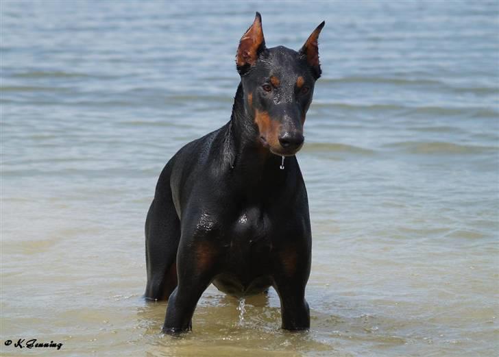 Dobermann Falcon R.I.P billede 1