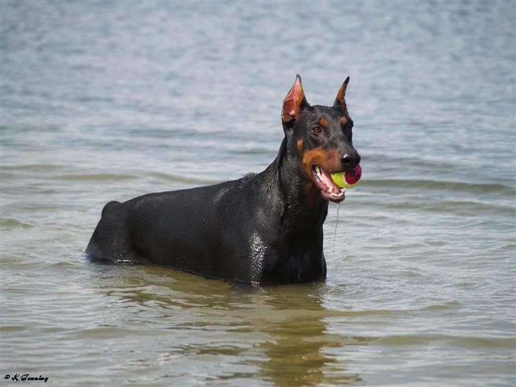 Dobermann Falcon R.I.P billede 2