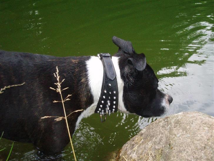 Amerikansk staffordshire terrier paco billede 16