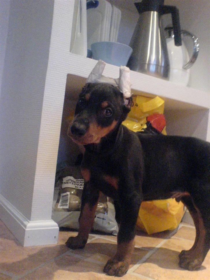 Dobermann Falcon R.I.P billede 3