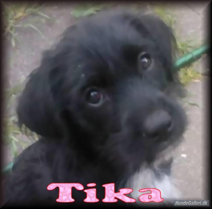 Blanding af racer Tika <3 billede 15