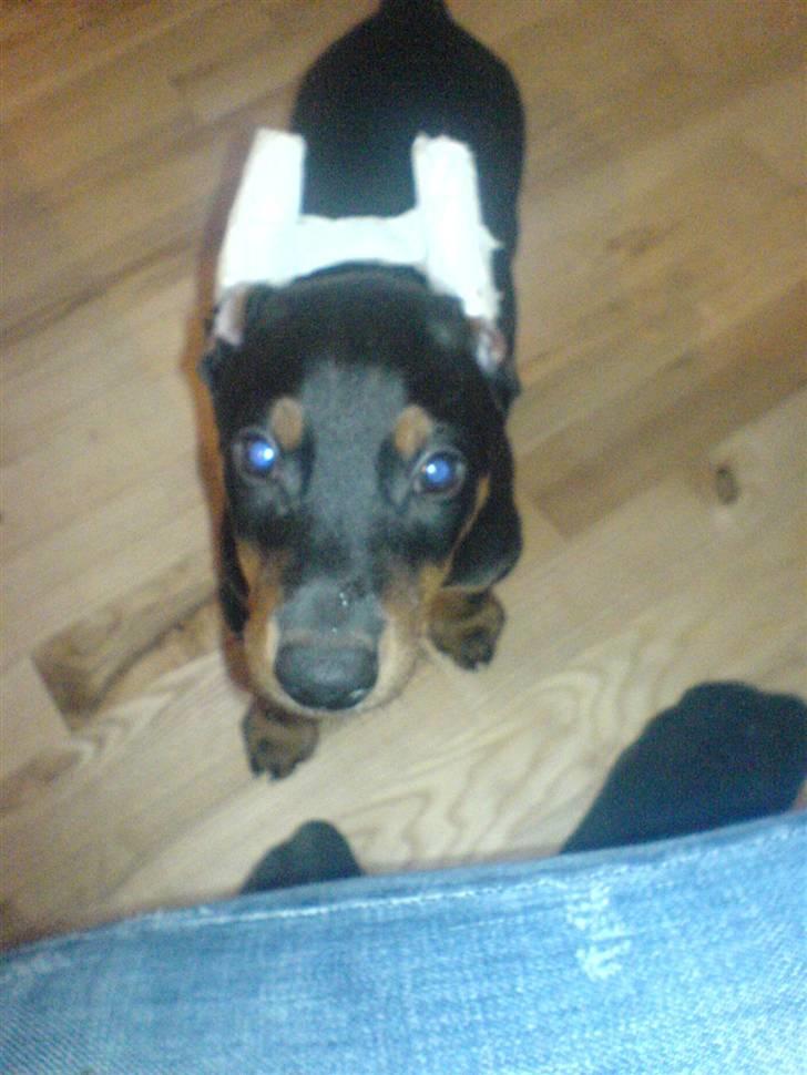 Dobermann Falcon R.I.P billede 4