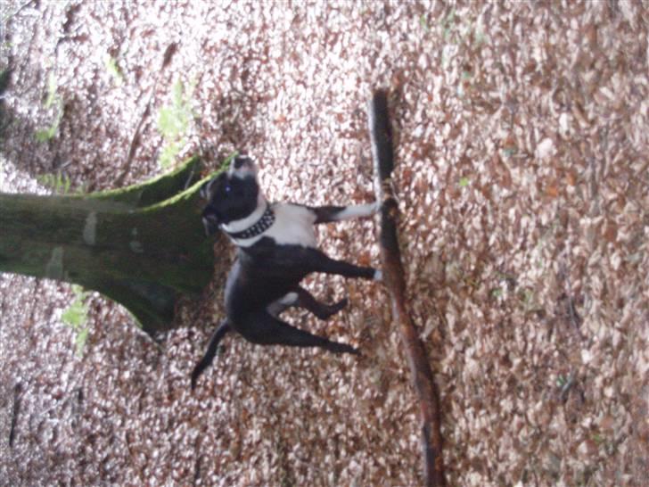 Amerikansk staffordshire terrier paco billede 17