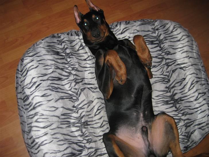 Dobermann Falcon R.I.P billede 5