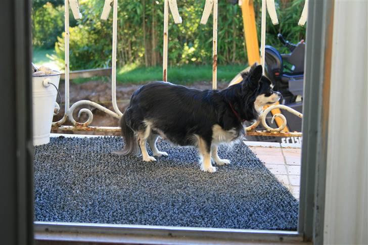 Chihuahua Chilli - Holder øje med fars byggeri billede 12