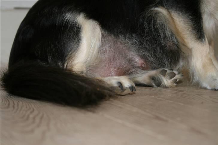 Chihuahua Chilli - Jeg føler mig som en strandet hval billede 13