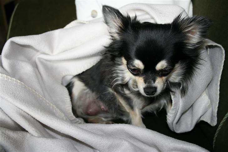 Chihuahua Chilli - Det er dejligt at putte mig billede 14