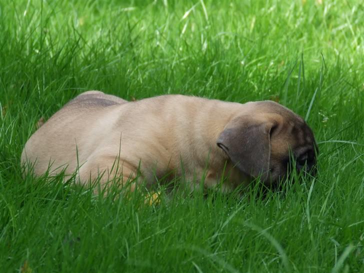 Boerboel Akua Alba billede 13