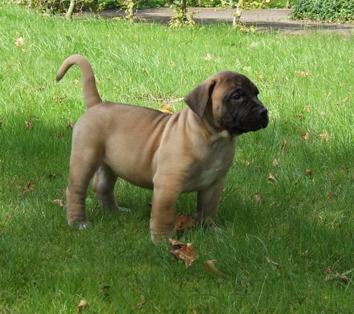 Boerboel Akua Alba - 17 august - 6½ uge gammel  billede 14