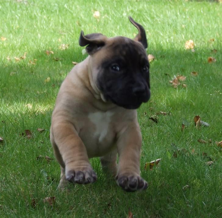 Boerboel Akua Alba - 17 august - 6½ uge gammel  billede 15