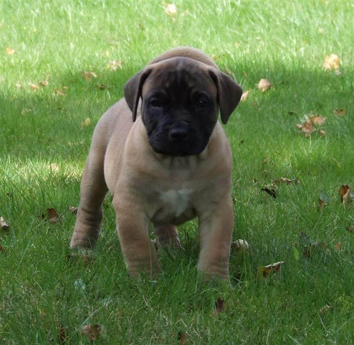 Boerboel Akua Alba - 17 august - 6½ uge gammel  billede 16