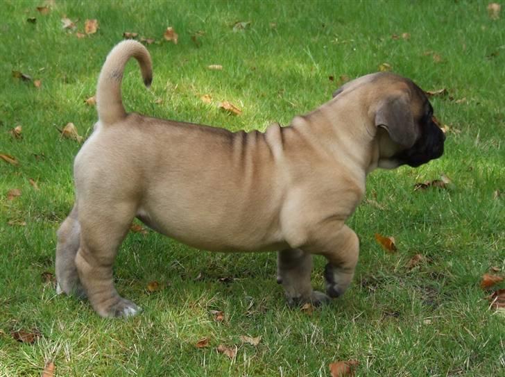 Boerboel Akua Alba - 17 august - 6½ uge gammel  billede 17