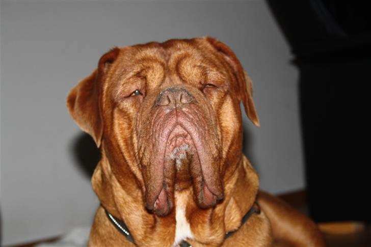 Dogue de bordeaux kaila  billede 1