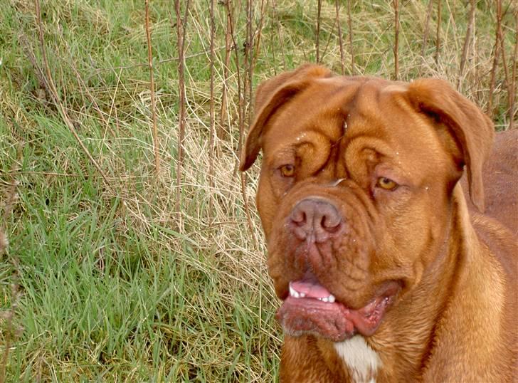 Dogue de bordeaux kaila  billede 2