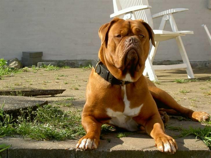 Dogue de bordeaux kaila  billede 3
