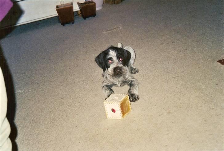 Ruhåret hønsehund Snedker´s Calli - Calli som hvalp billedet er fra den dag vi fik hende billede 10