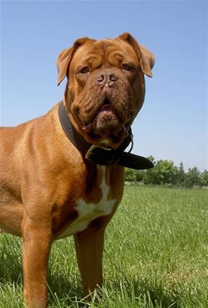 Dogue de bordeaux kaila  billede 4