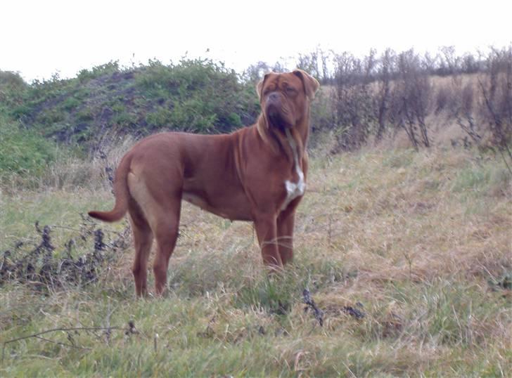 Dogue de bordeaux kaila  billede 5