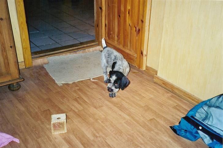 Ruhåret hønsehund Snedker´s Calli - oss fra den dag vi fik hende billede 11