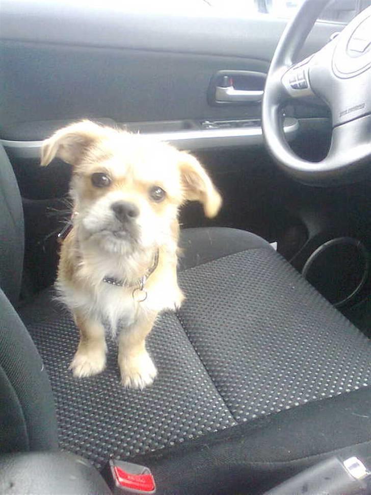 Blanding af racer Chicko <3 billede 8