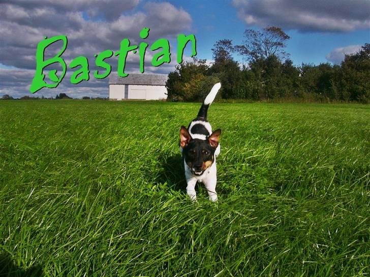 Dansk svensk gaardhund Bastian - nuser billede 1