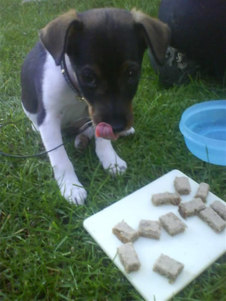 Dansk svensk gaardhund Bastian billede 2