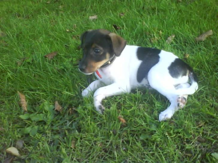 Dansk svensk gaardhund Bastian billede 3