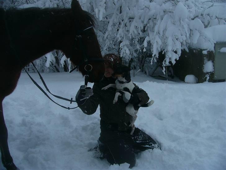 Dansk svensk gaardhund Bastian billede 4