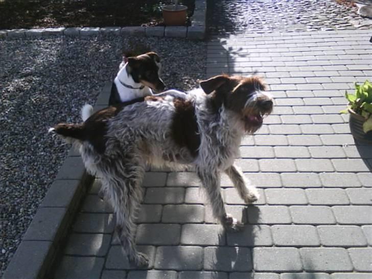 Dansk svensk gaardhund Bastian billede 5