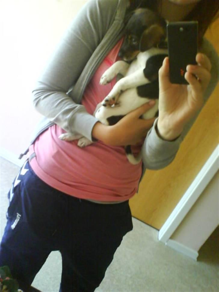 Dansk svensk gaardhund Bastian billede 6