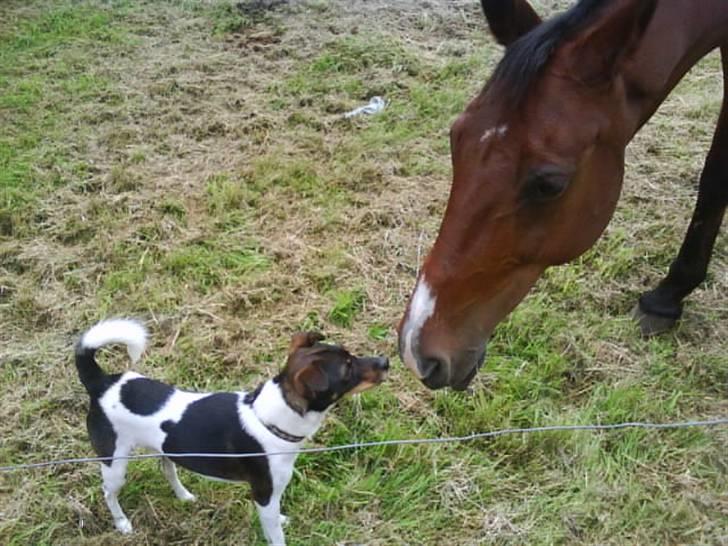 Dansk svensk gaardhund Bastian - min hest og hund billede 7