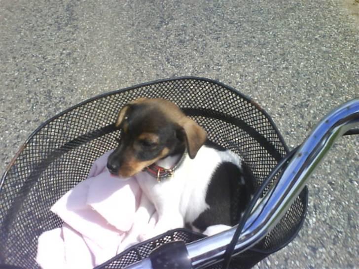 Dansk svensk gaardhund Bastian billede 8