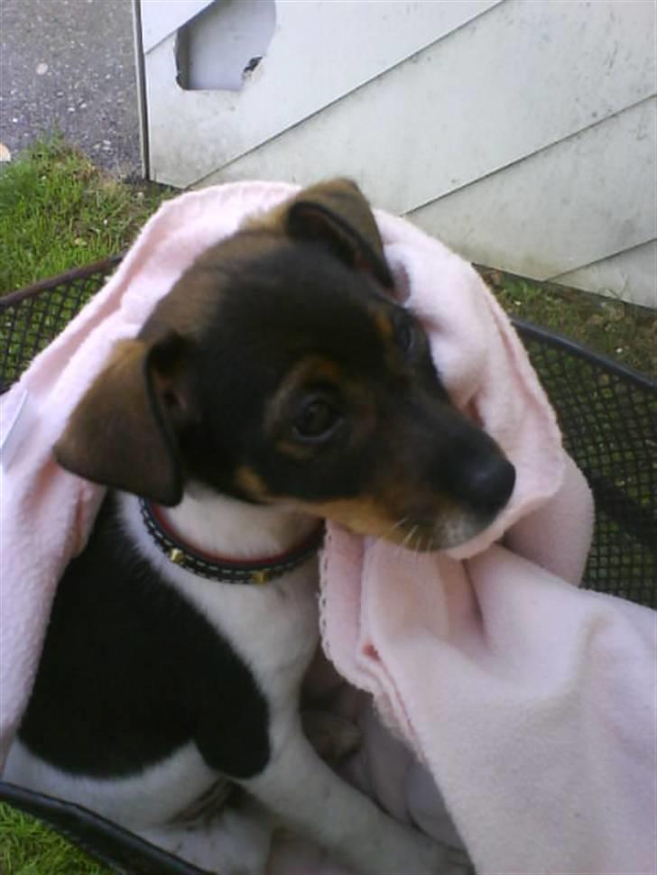 Dansk svensk gaardhund Bastian billede 9