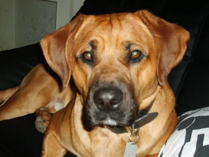 Blanding af racer Werner *broholmer/mastiff billede 1