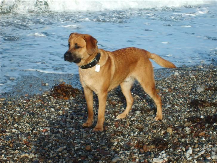 Blanding af racer Werner *broholmer/mastiff billede 3