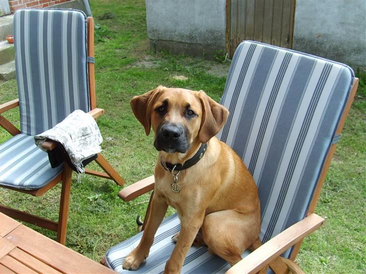 Blanding af racer Werner *broholmer/mastiff billede 4