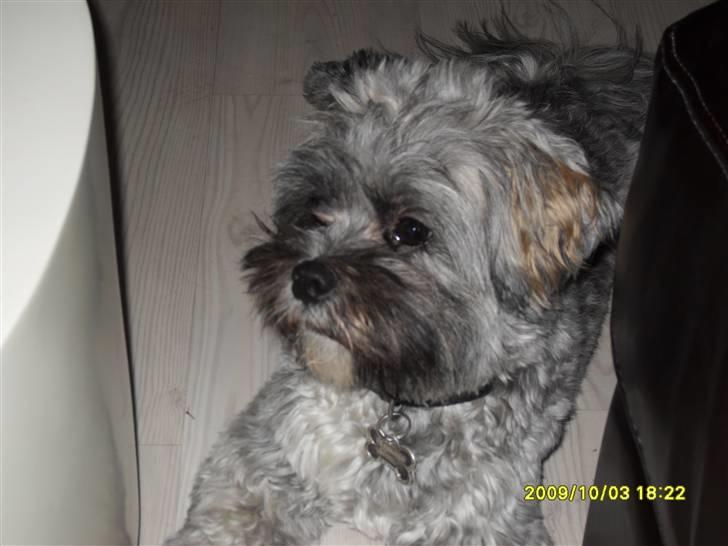 Lhasa apso Coco billede 12