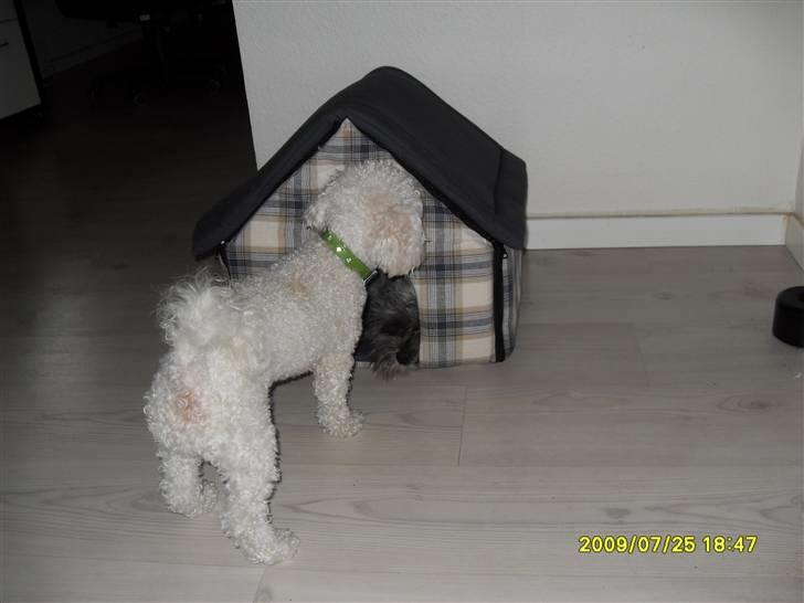 Bolognese Pufi billede 11